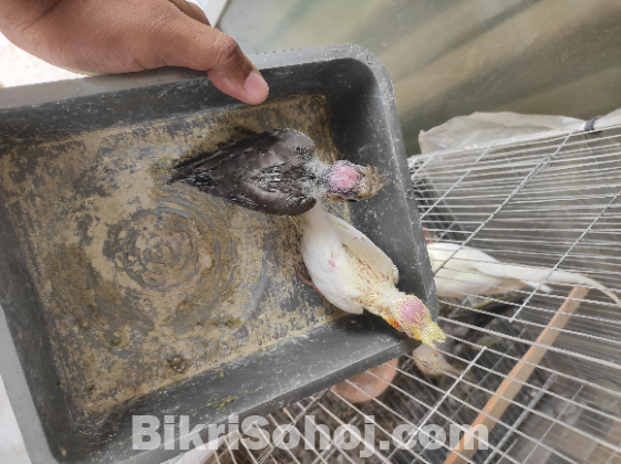 ককাটেল টেম সাইজ বেবি